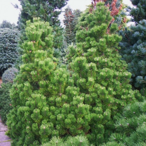 Сосна горная Мампитс (5 литров)