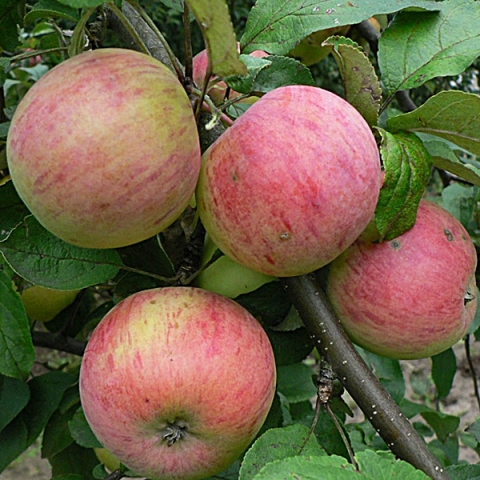 Яблоня Штрефлинг (Осеннее полосатое)