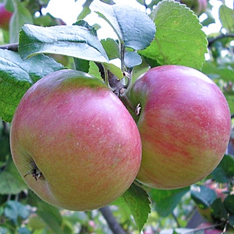 Яблоня карликовая Приземленное (7,5 литров)