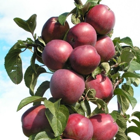 Яблоня колонновидная Джин (7,5 литров)