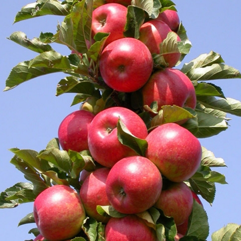 Яблоня колонновидная Останкино (7,5 литров)
