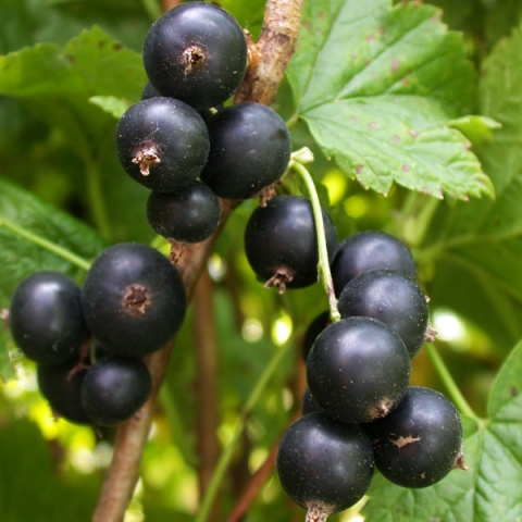 Смородина черная Дегтяревская (5 литров)
