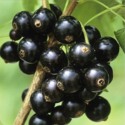 Смородина черная Тамерлан (5 литров)
