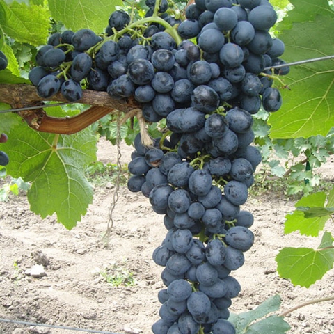 Виноград плодовый Аттика