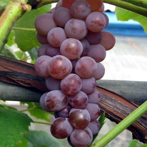 Виноград плодовый Канадис