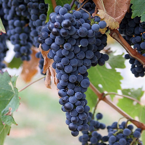 Виноград плодовый Каскад