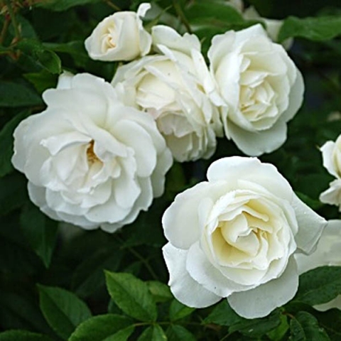 Роза флорибунда Вайт Валей