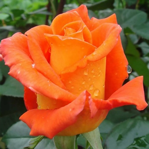 Роза чайно-гибридная Моника