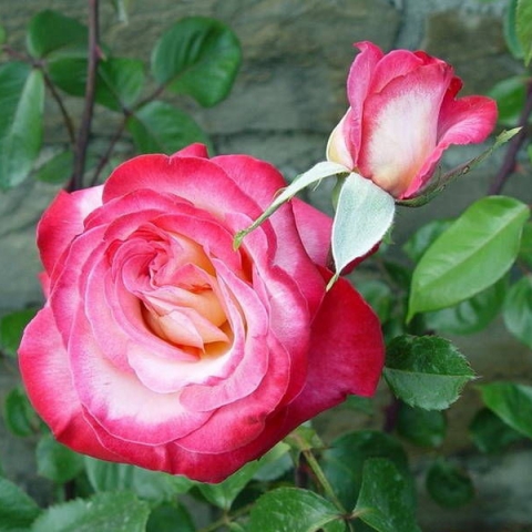Роза чайно-гибридная Роза Гожар