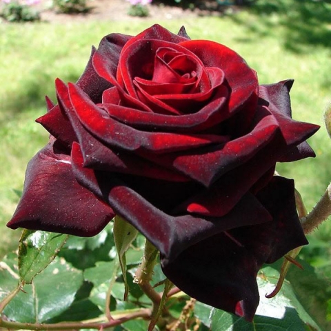 Роза чайно-гибридная Черная Магия