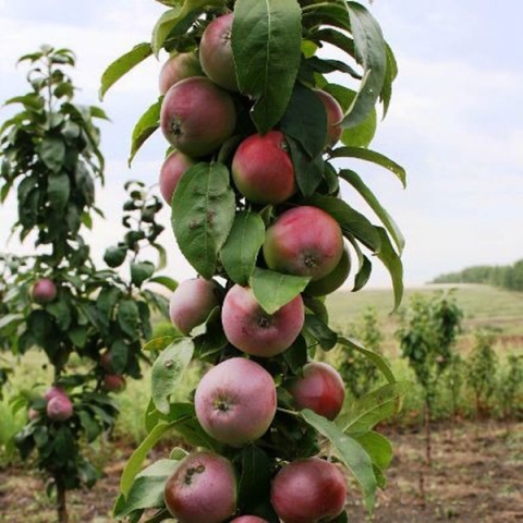Яблоня колонновидная Кумир (7,5 литров)