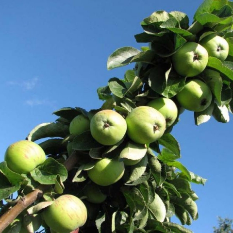 Яблоня колонновидная Чебурашка (7,5 литров)