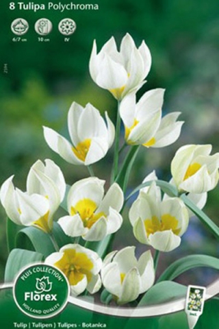 Тюльпан ботанический Полихрома (8 шт.)