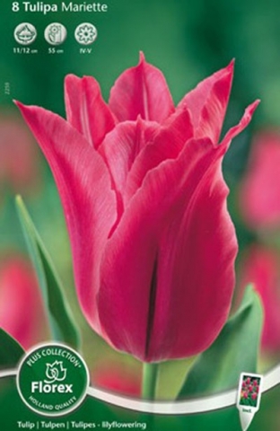 Тюльпан лилиецветный Мариетта (8 шт.)