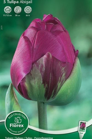 Тюльпан пионовидный Абигейл (5 шт.)