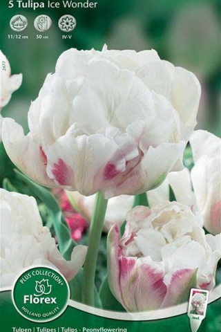Тюльпан пионовидный Айс Уандер (5 шт.)