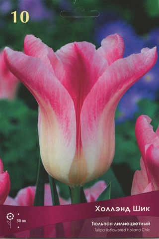 Тюльпан лилиецветный Холлэнд Шик (10 шт.)