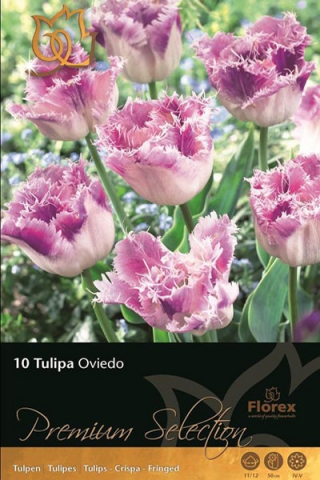 Тюльпан бахромчатый Овьедо (10 шт.)