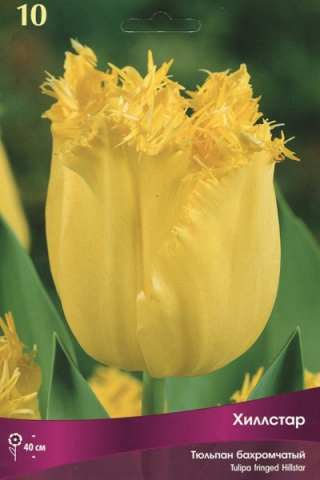 Тюльпан бахромчатый Хиллстар (10 шт.)