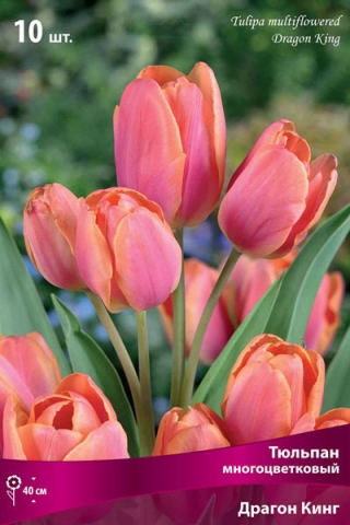 Тюльпан многоцветковый Драгон Кинг (10 шт.)