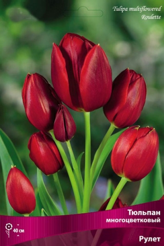 Тюльпан многоцветковый Рулет (10 шт.)