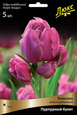 Тюльпан многоцветковый Пепл букет (5 шт.)