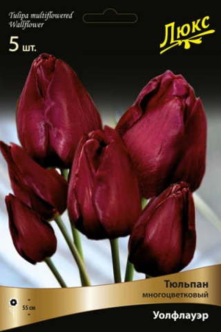 Тюльпан многоцветковый Уоллфлауэр (5 шт.)