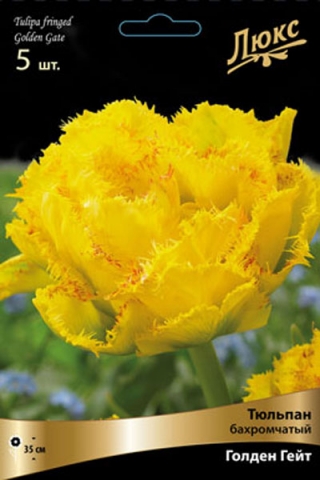 Тюльпан бахромчатый Голден Гейт (5 шт.)