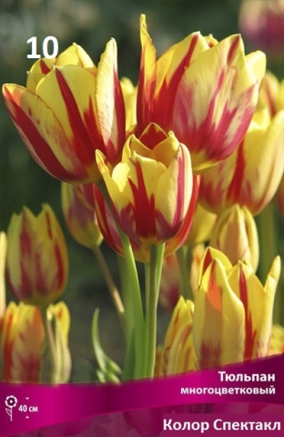 Тюльпан многоцветковый Колор Спектакл (10 шт.)