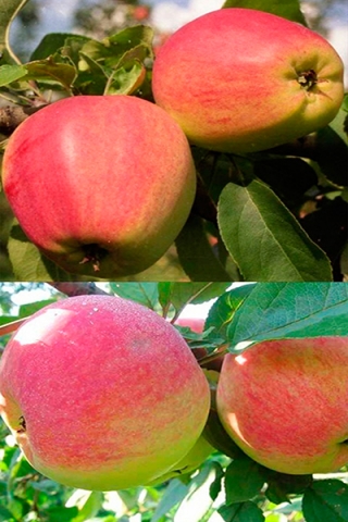 Многосортовая яблоня Кандиль орловский+Мелба (2х-3х лет)