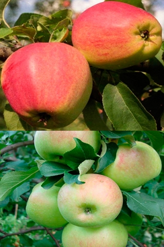 Многосортовая яблоня Кандиль орловский+Богатырь (2х-3х лет)