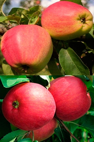 Многосортовая яблоня Кандиль орловский+Жигулевское (2х-3х лет)