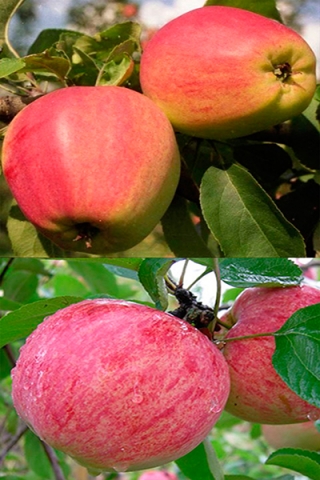 Многосортовая яблоня Кандиль орловский+Коричное полосатое (2х-3х лет)