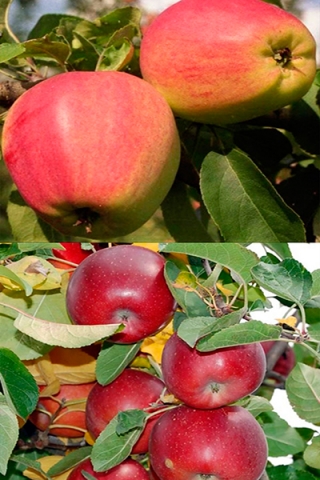 Многосортовая яблоня Кандиль орловский+Фрегат (2х-3х лет)