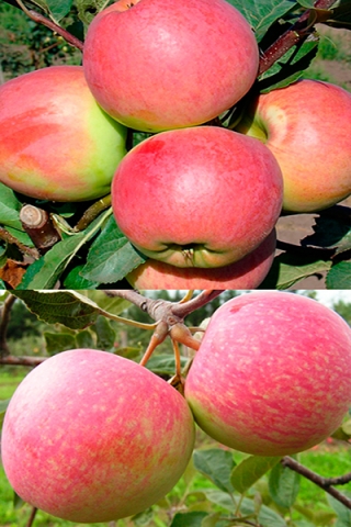 Многосортовая яблоня Успенское+Конфетное (2х-3х лет)