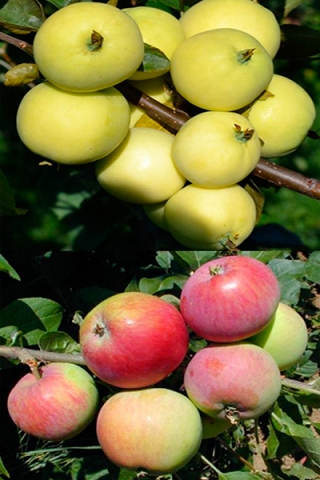Многосортовая яблоня Налив белый+Мантет (2х-3х лет)