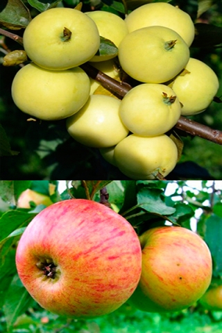 Многосортовая яблоня Налив белый+Медуница (2х-3х лет)
