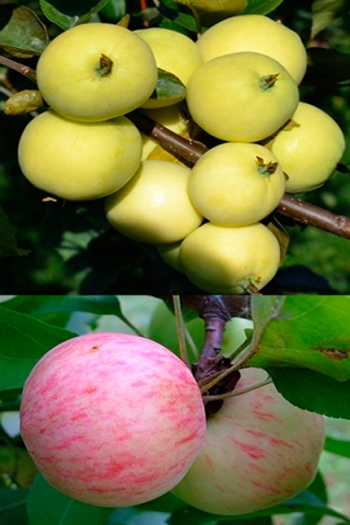 Многосортовая яблоня Налив белый+Грушовка Московская (2х-3х лет)