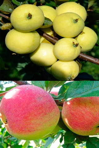 Многосортовая яблоня Налив белый+Мелба (2х-3х лет)