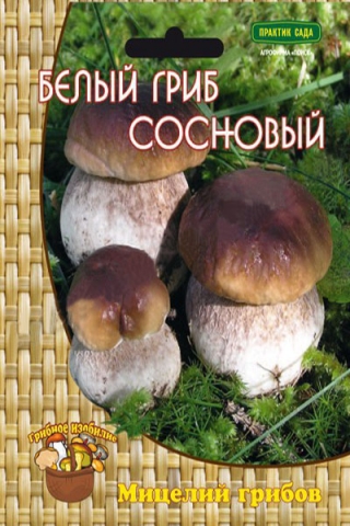 Белый гриб сосновый (60 мл.)