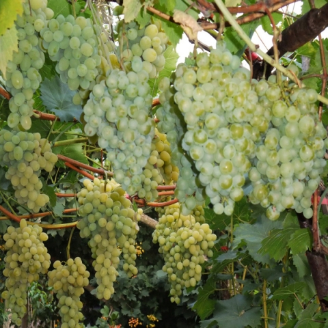 Виноград плодовый Белое Чудо