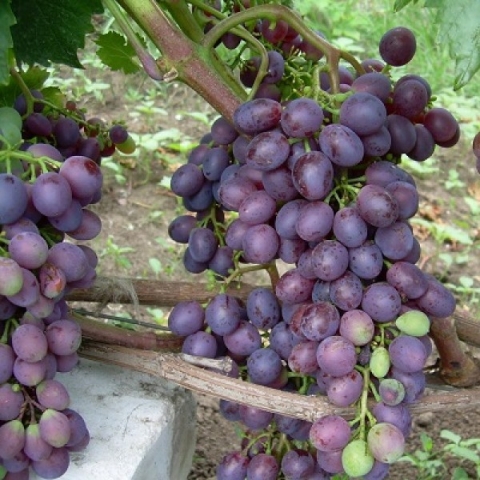 Виноград плодовый Краса Никополя