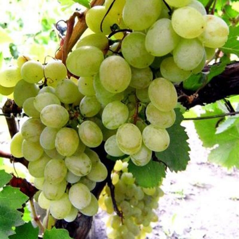 Виноград плодовый Русский янтарь