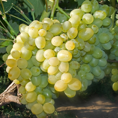 Виноград плодовый Супер-Экстра