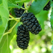 Шелковица черная Надия (5 литров)